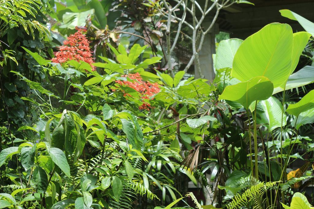 Karang Mesari Ubud Guest House Eksteriør bilde